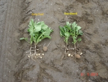 De aardappelplant bespoten met Crop Fuel geeft meer stolonen en meer knollen
