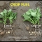 De aardappelplant bespoten met Crop Fuel geeft meer stolonen en meer knollen